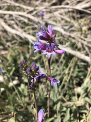 Penstemon euglaucus