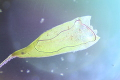 Grimmia macroperichaetialis
