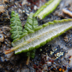 Dryas ajanensis