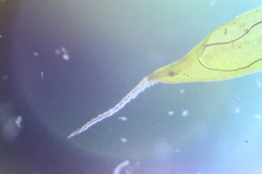 Grimmia macroperichaetialis