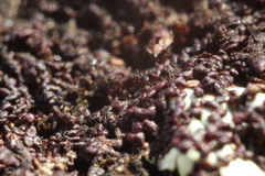 Frullania pentapleura