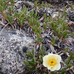 Dryas ajanensis