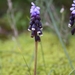 Muscari - Photo (c) Ιωαννης Μαρνιερακις, algunos derechos reservados (CC BY-NC), subido por Ιωαννης Μαρνιερακις
