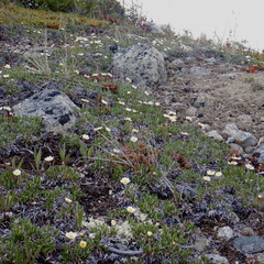Dryas ajanensis