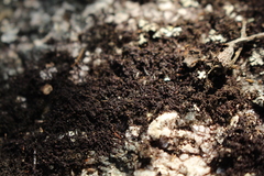 Frullania pentapleura