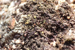 Frullania pentapleura