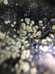 Acarosporomycetidae