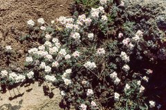 Androsace jacquemontii robusta