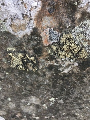 Acarosporomycetidae
