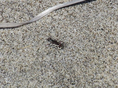 Cicindela bellissima