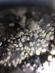 Acarosporomycetidae