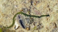 Eulalia clavigera