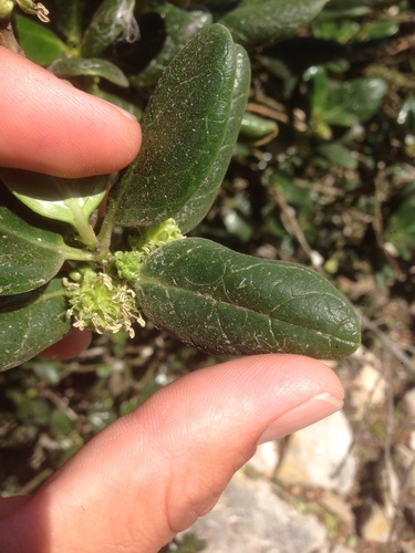 Coprosma repens