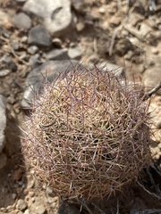 Echinomastus intertextus dasyacanthus