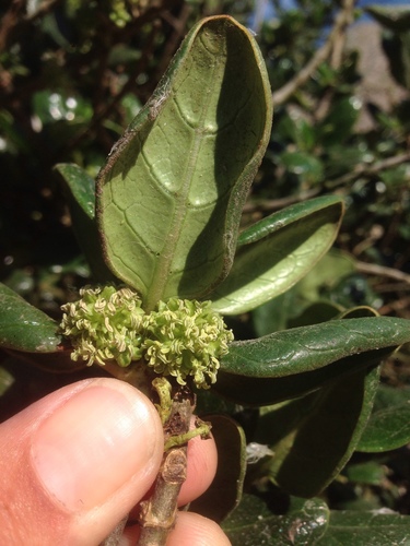 Coprosma repens