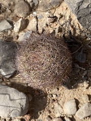 Echinomastus intertextus dasyacanthus