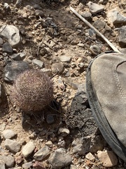 Echinomastus intertextus dasyacanthus