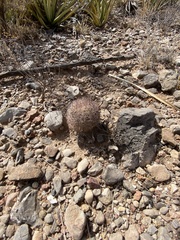 Echinomastus intertextus dasyacanthus