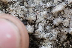 Frullania pentapleura