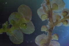 Frullania pentapleura