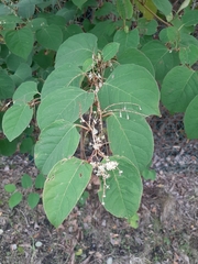 Reynoutria japonica