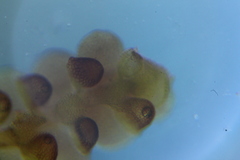 Frullania pentapleura