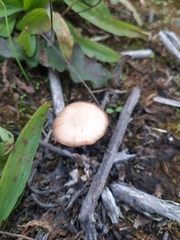 Fungi