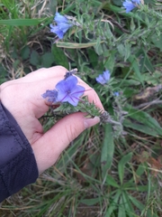 Echium vulgare