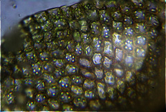 Frullania pentapleura