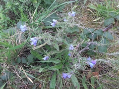 Echium vulgare