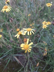 Senecio inaequidens
