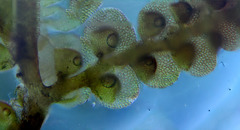 Frullania pentapleura