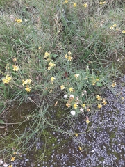 Senecio inaequidens