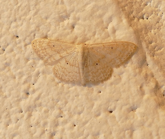 Scopula benitaria