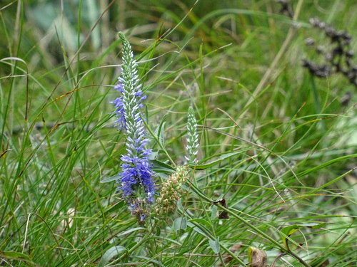 Veronica spicata