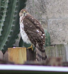 Accipiter cooperii