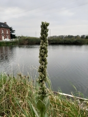 Verbascum thapsus
