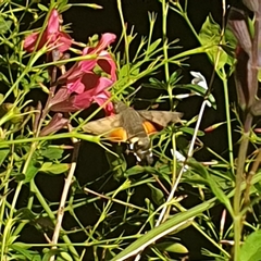Macroglossum stellatarum