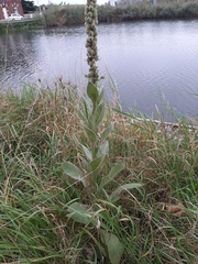 Verbascum thapsus