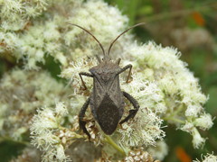 Acanthocephalini