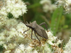 Acanthocephalini