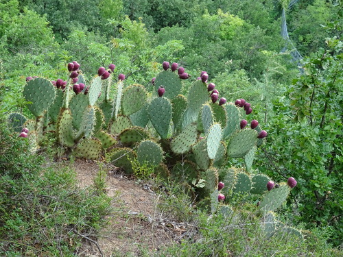 Opuntia orbiculata