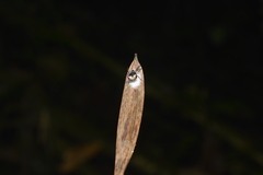 Micrathena triangularis