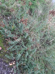 Hypericum