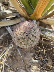 Echinomastus intertextus dasyacanthus