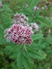Eupatorium cannabinum