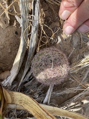 Echinomastus intertextus dasyacanthus