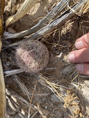 Echinomastus intertextus dasyacanthus