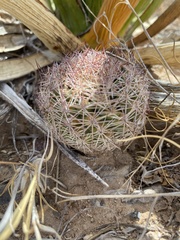 Echinomastus intertextus dasyacanthus