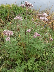 Eupatorium cannabinum
